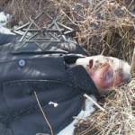 Pyuria : Calliphora Vomitoria Introitus